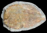 Triassic Fossil Fish (Pteronisculus?) In Nodule - Madagascar #53665-3
